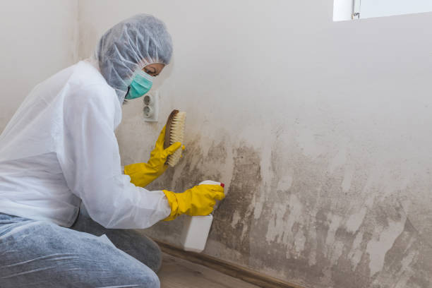 Certified Mold Removal in Loveland, OH
