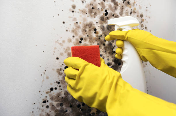 Best Local Mold Removal Service  in Loveland, OH