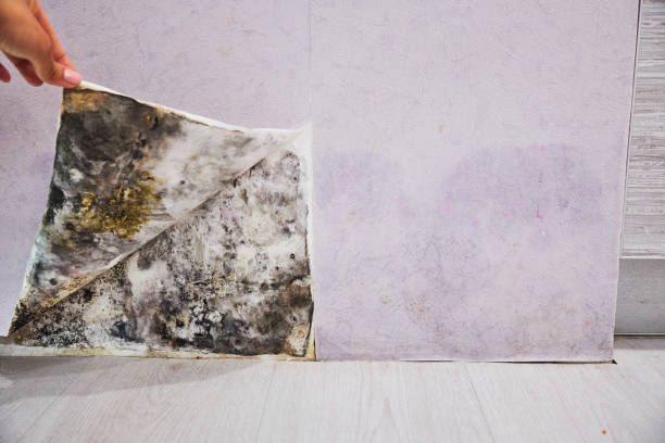 Best Mold Removal Company Near Me  in Loveland, OH